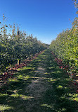 Harbes Orchard