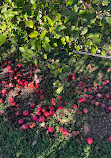 Harbes Orchard