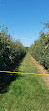 Harbes Orchard