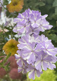 Blomidon Nurseries