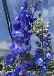 Blomidon Nurseries