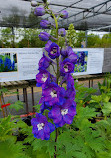 Blomidon Nurseries