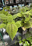 Blomidon Nurseries