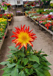 Blomidon Nurseries