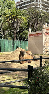 palermo hayvanat bahçesi