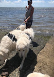 Deception Bay Dog Beach