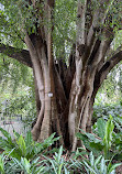 Botanic Gardens Edward Street Gates