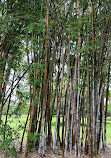 Botanic Gardens Edward Street Gates