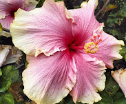 Hibiscus Sundial