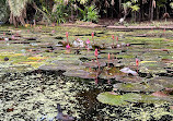 Brisbane City Botanic Gardens