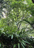 Brisbane City Botanic Gardens