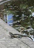 Brisbane City Botanic Gardens