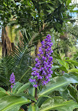 Brisbane City Botanic Gardens