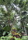 Brisbane City Botanic Gardens