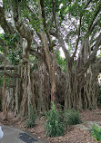 Brisbane City Botanic Gardens