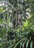 Brisbane City Botanic Gardens