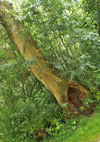 Haughton Dale Nature Reserve