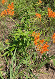 Indiana Dunes National Park Tolleston Dunes