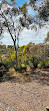 Xanthorrhoea Trail