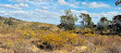 Xanthorrhoea Trail