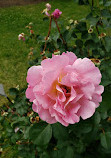 Heritage Rose Garden