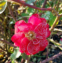 Heritage Rose Garden