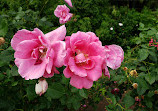 Heritage Rose Garden