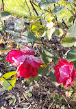 Heritage Rose Garden