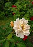 Heritage Rose Garden