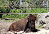 Wilder Institute/Zoo di Calgary