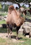 Wilder Institute/Calgary Zoo