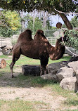 Wilder Institute/Calgary Zoo