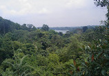 TreeTop Walk