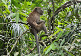 TreeTop Walk