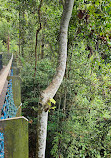 TreeTop Walk