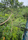 TreeTop Walk