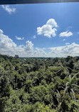 TreeTop Walk