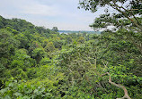 TreeTop Walk