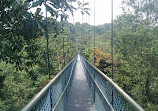 TreeTop Walk