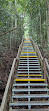 TreeTop Walk