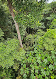 TreeTop Walk