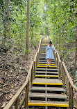 TreeTop Walk