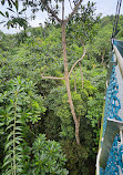 TreeTop Walk