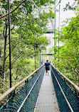 TreeTop Walk