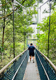 TreeTop Walk