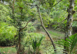 TreeTop Walk