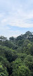 TreeTop Walk