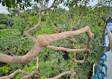 TreeTop Walk