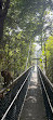 TreeTop Walk