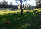 Richard Podmore Dog Park